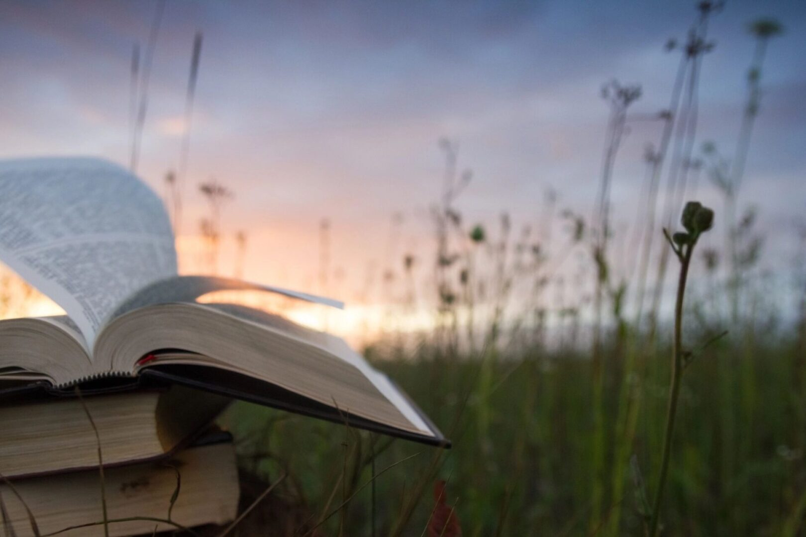 Open book resting outdoors with sunset and wildflowers in the background. Open book resting outdoors with sunset and wildflowers in the background.