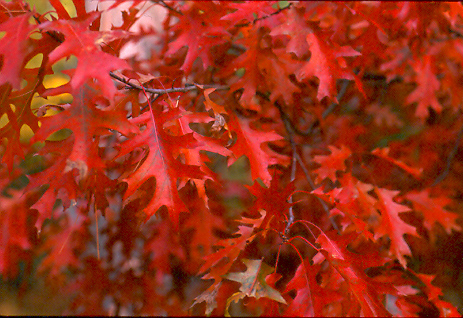 Reddening leaves of a tree