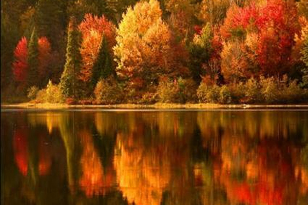 Autumn trees with vibrant orange and yellow leaves reflected in calm water. Autumn trees with vibrant orange and yellow leaves reflected in calm water.