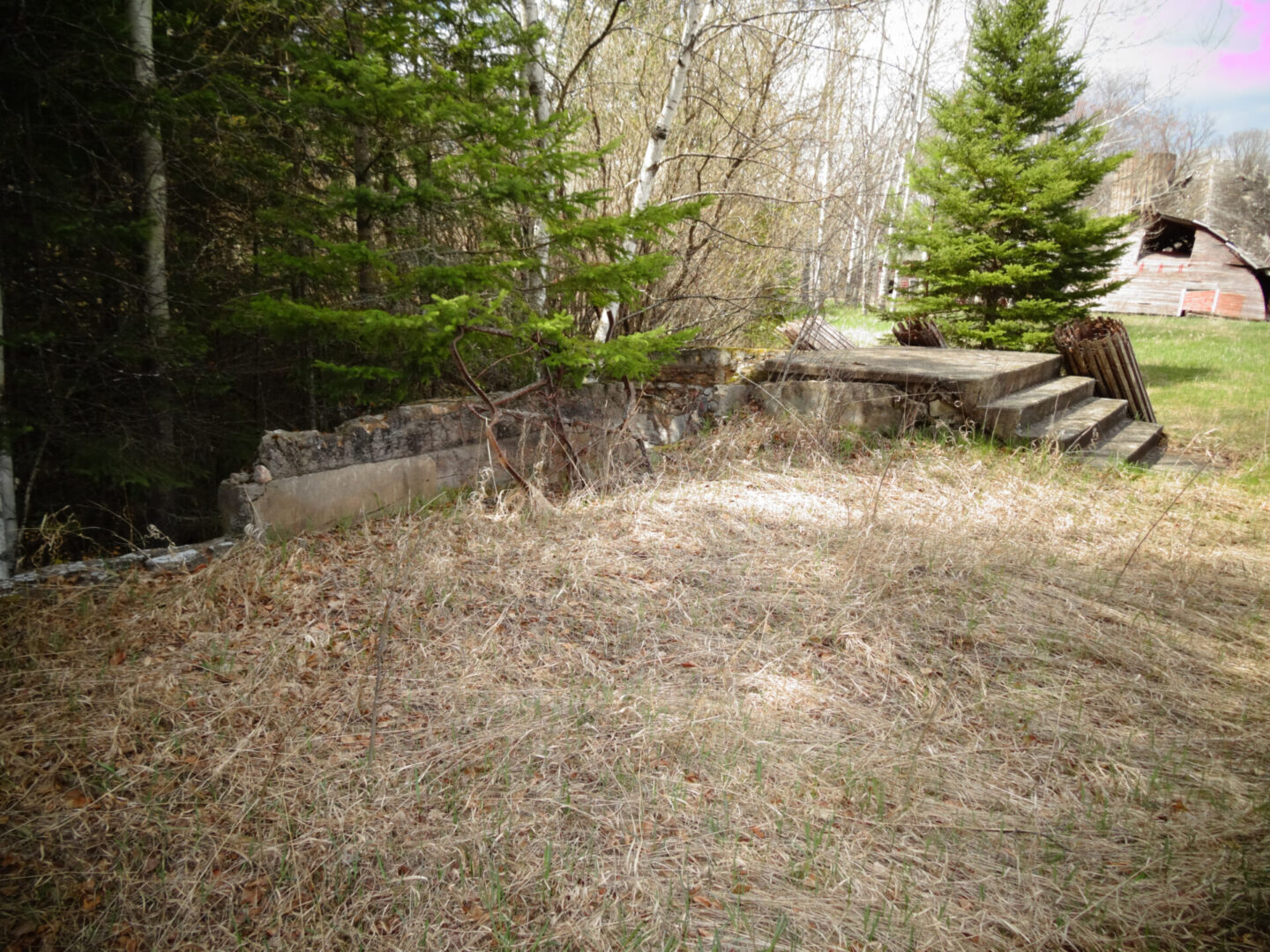Overgrown grassy area with stone wall and trees in the background. Overgrown grassy area with stone wall and trees in the background.