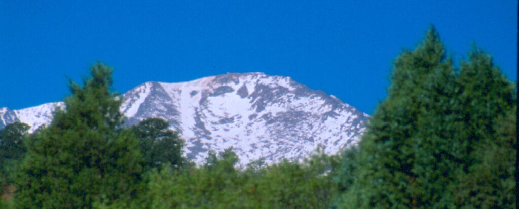 Top of the green foliage in front of a snowy mountain