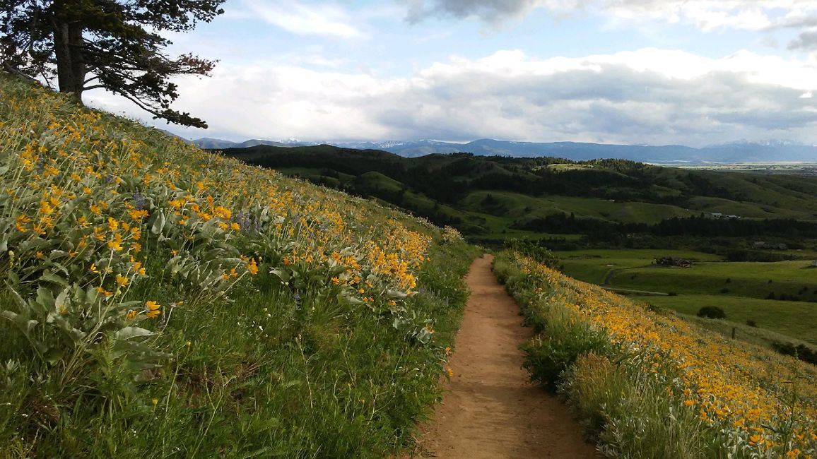 A dirt path winds through a grassy hillside covered in yellow wildflowers under a cloudy sky. A dirt path winds through a grassy hillside covered in yellow wildflowers under a cloudy sky.