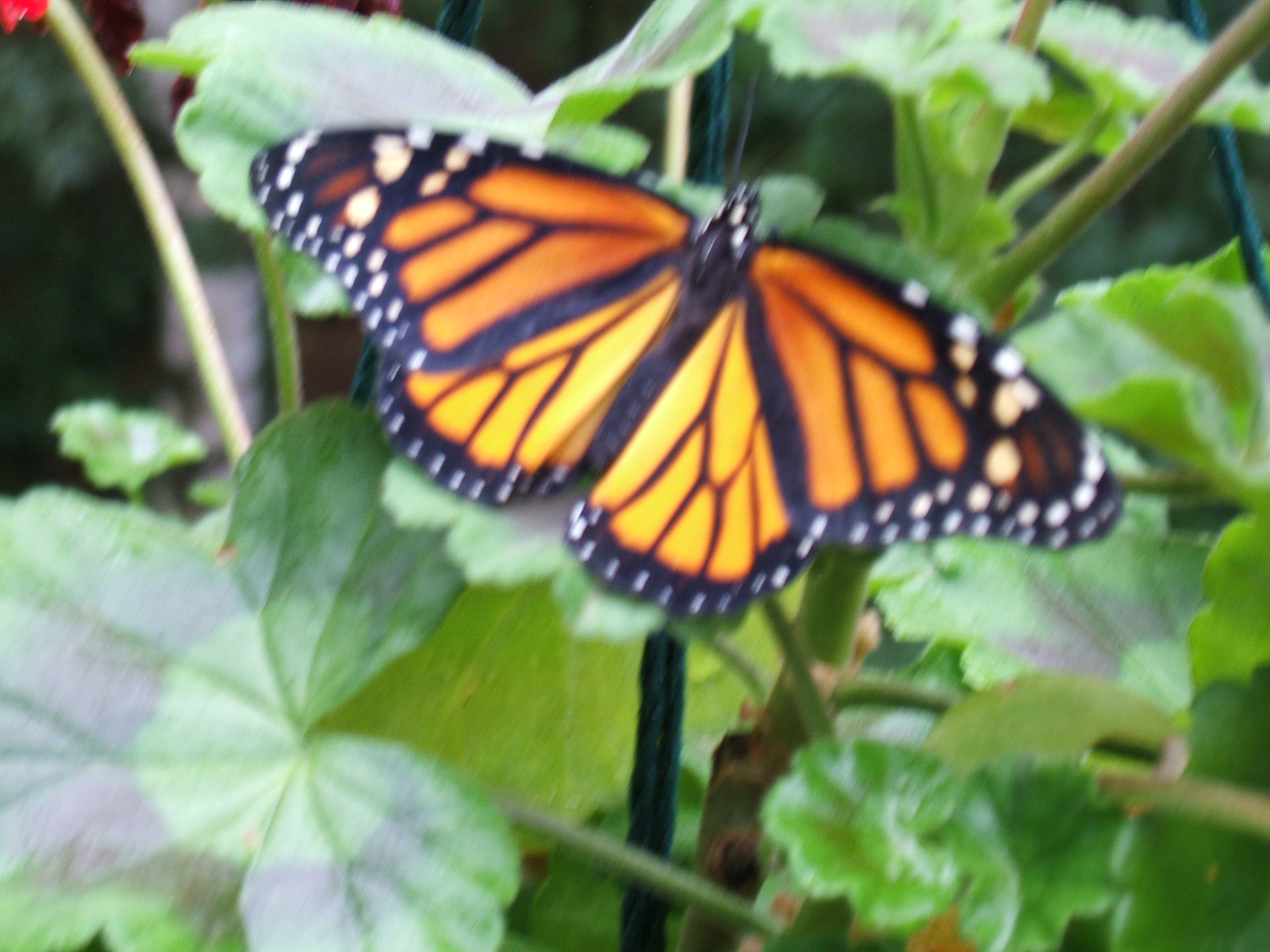 DSCF0037 DSCF0037