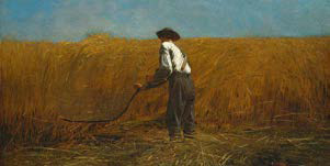 Farmer harvesting wheat in a golden field. Farmer harvesting wheat in a golden field.