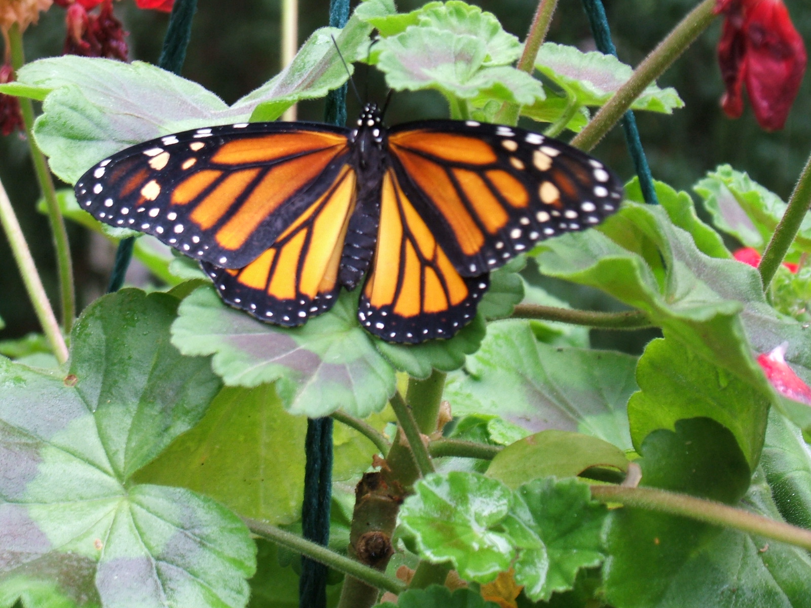 A vibrant monarch butterfly resting on green leaves. A vibrant monarch butterfly resting on green leaves.