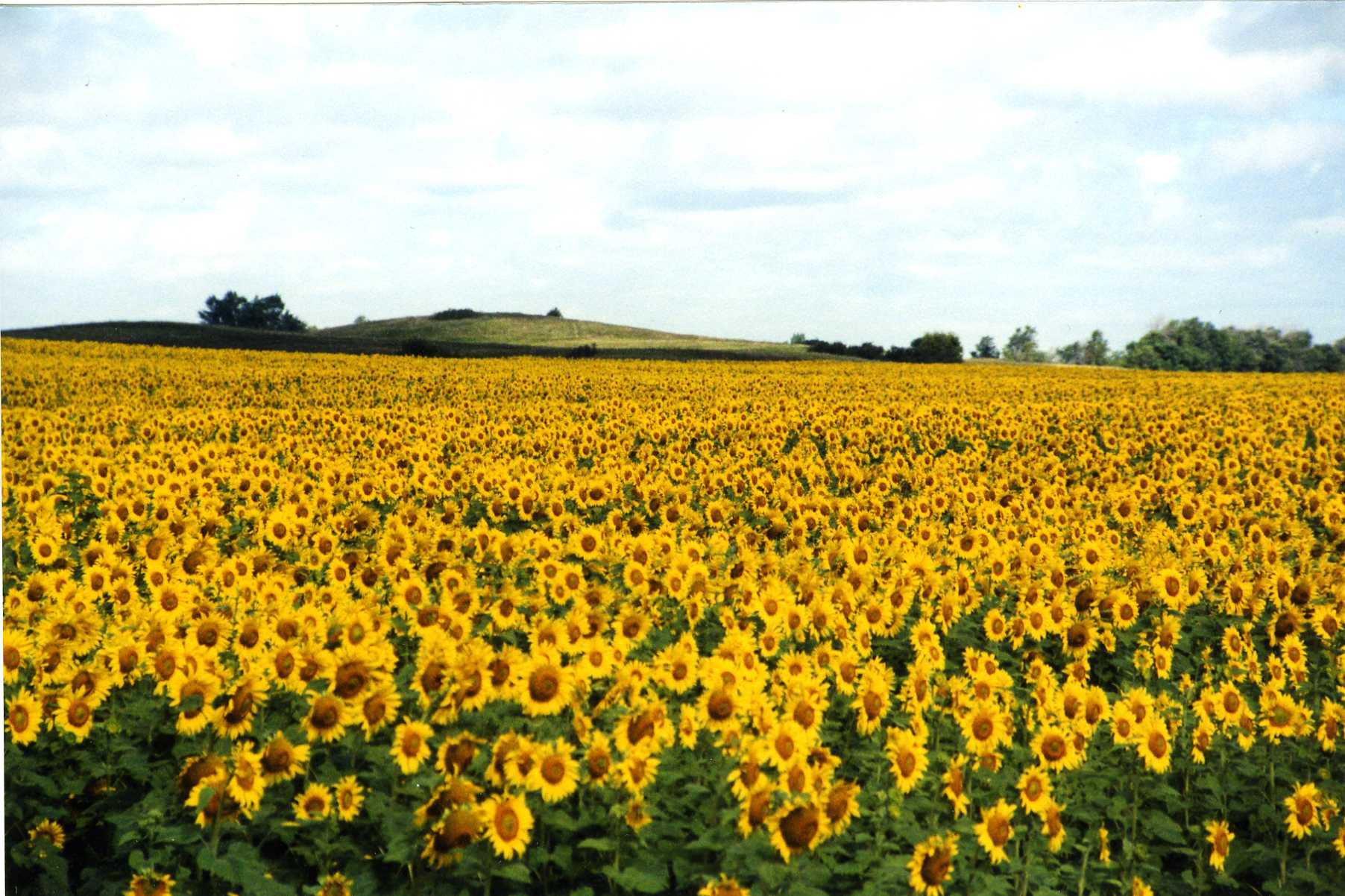 Sunflower field015